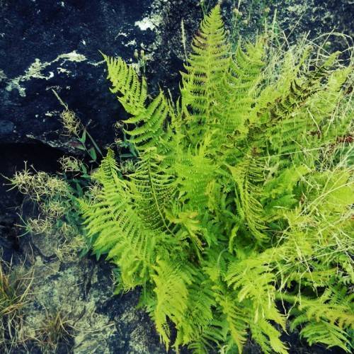 lime-green leaves with lime-green stems