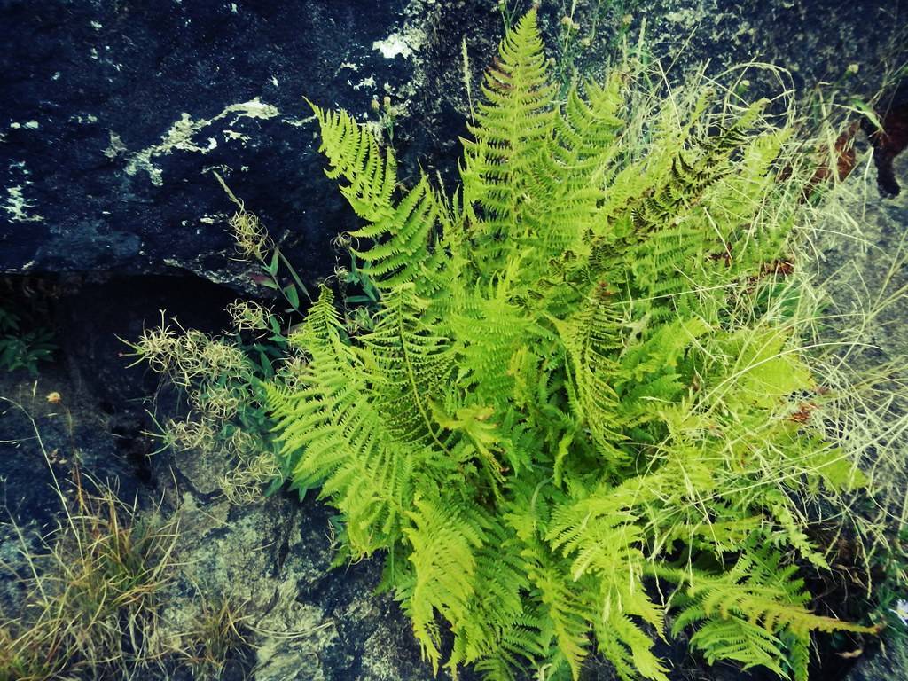 lime-green leaves with lime-green stems