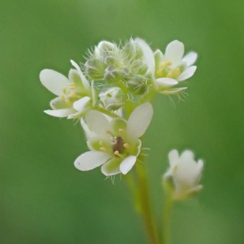 white-lime flowers with lime filaments, yellow anthers, lime stems and leaves
