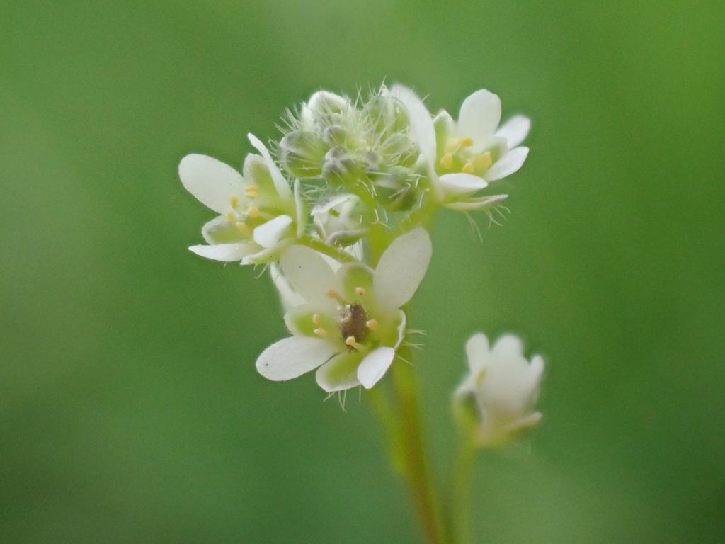 white-lime flowers with lime filaments, yellow anthers, lime stems and leaves