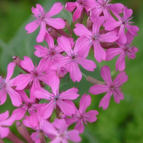 pink flowers with pink filaments, purple anthers, lime-green stems