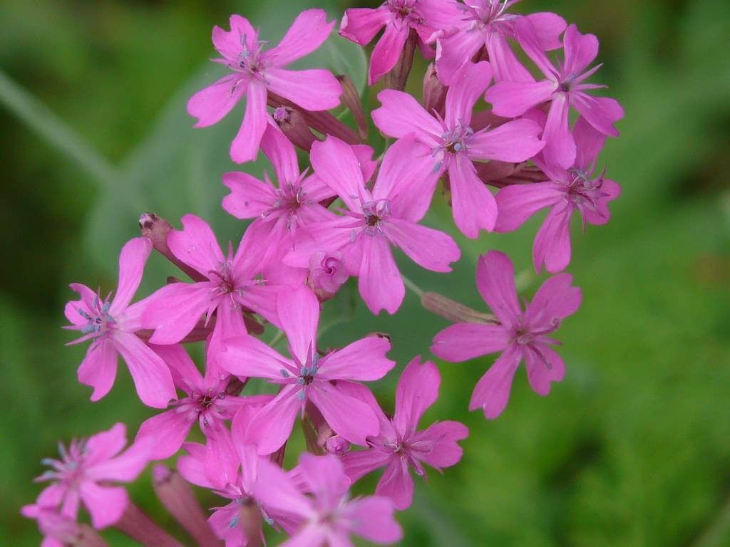 pink flowers with pink filaments, purple anthers, lime-green stems