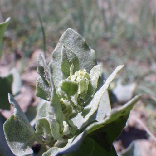 light-yellow flowers, with grey-green foliage