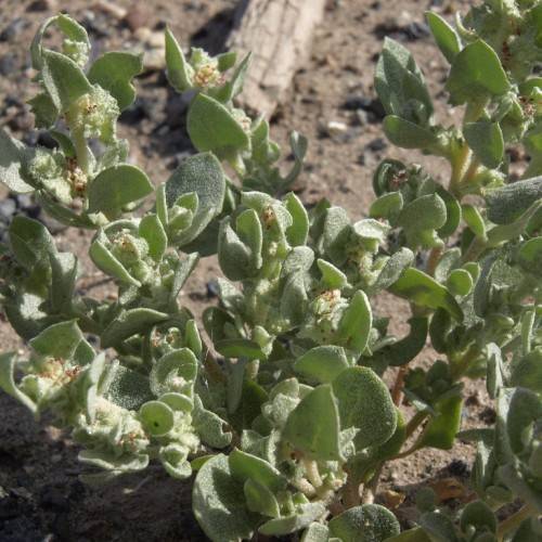 lime-green foliage with yellow-brown stems