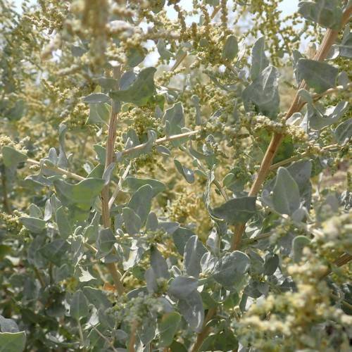 yellow-green flowers with grey-green leaves on light-brown stems and branches