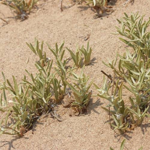 yellow-green leaves and stems