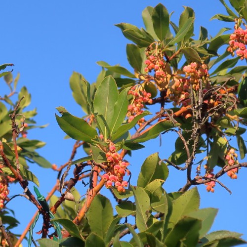 red-orange fruits with green leaves, orange-brown stems, yellow midrib and blades.