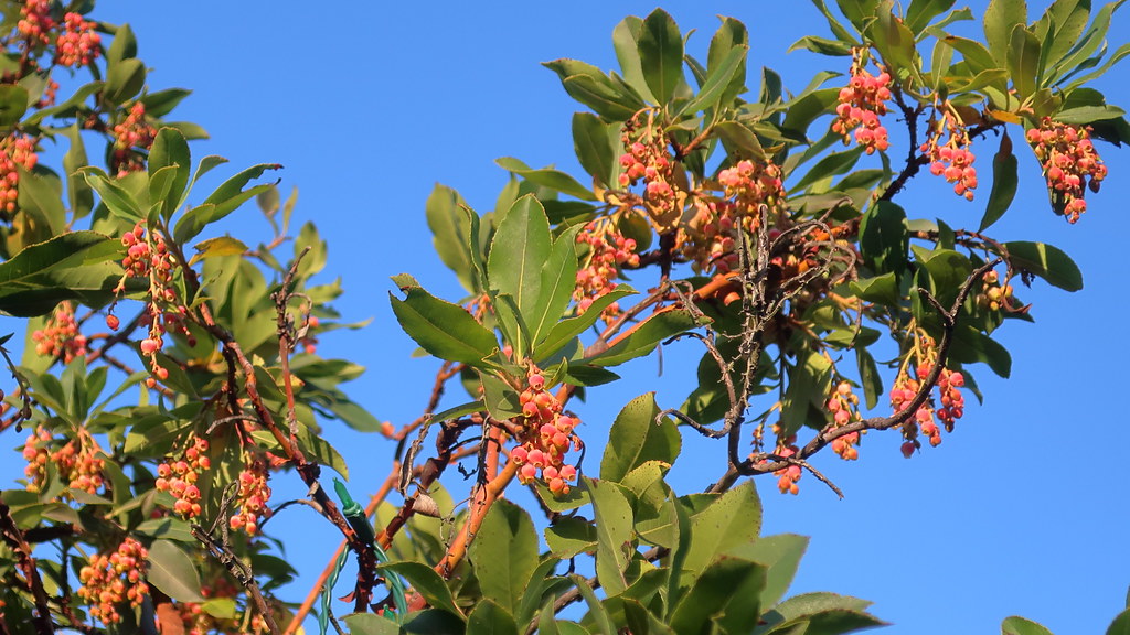 Brown stems, filled with green leaves and red-pink fruits.