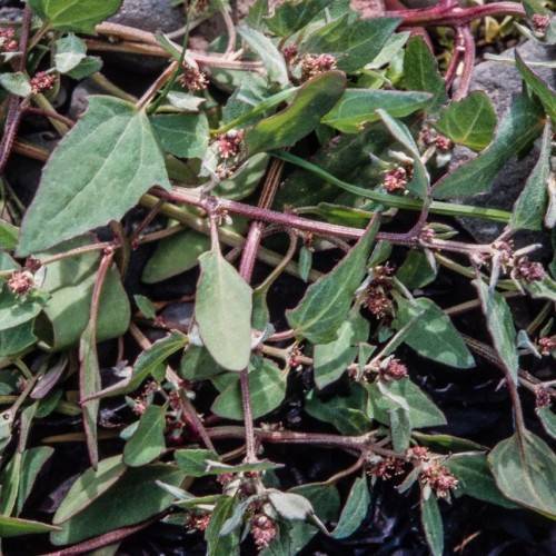green leaves with red fruits on brown branches