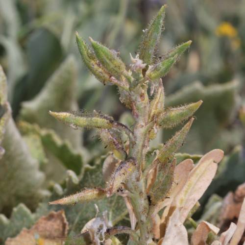 olive-green leaves and stems