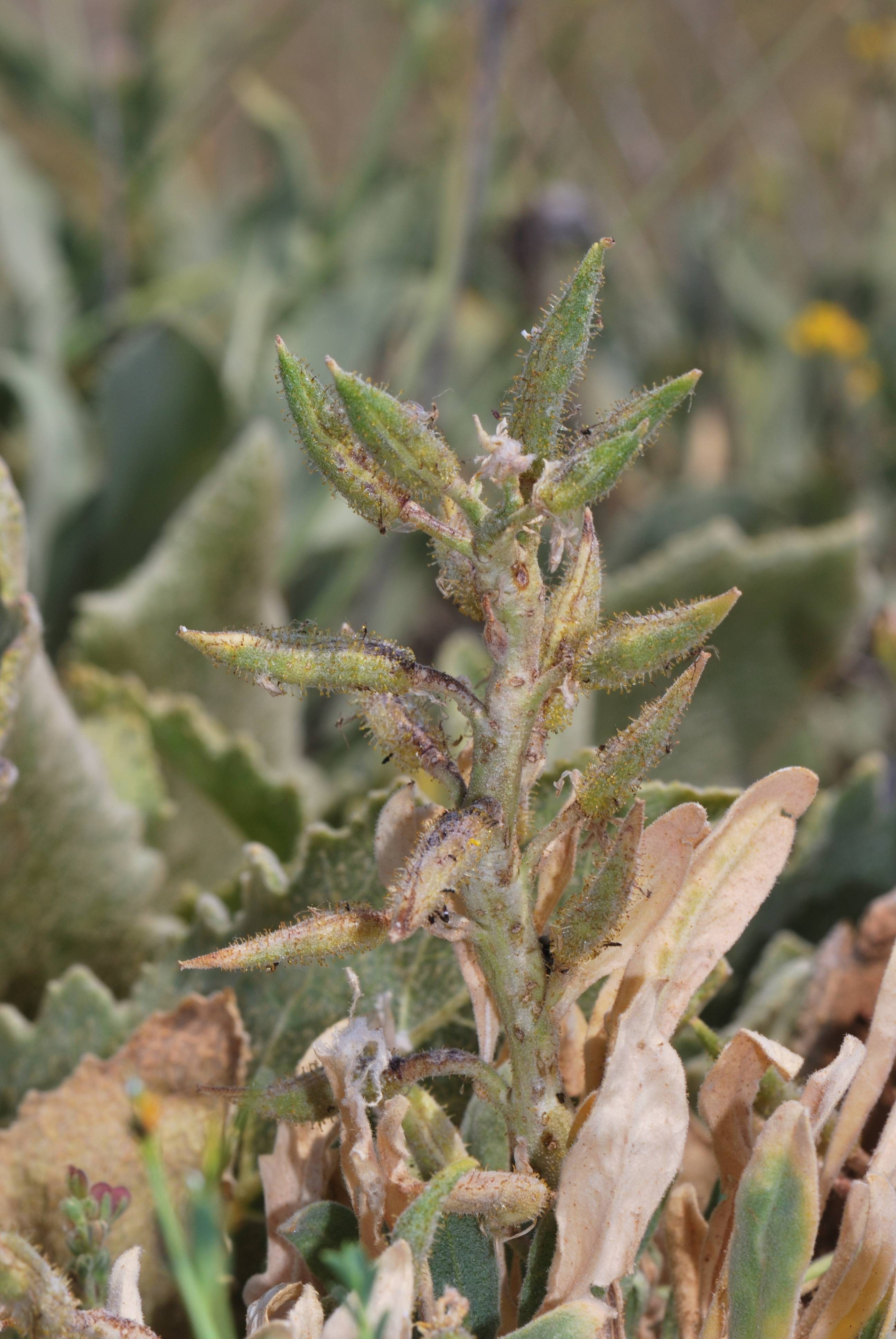 olive-green leaves and stems