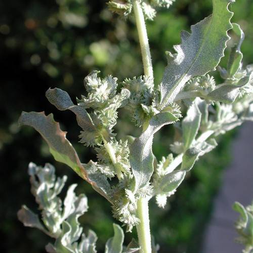 light-green flowers, leaves and lime-yellow stem