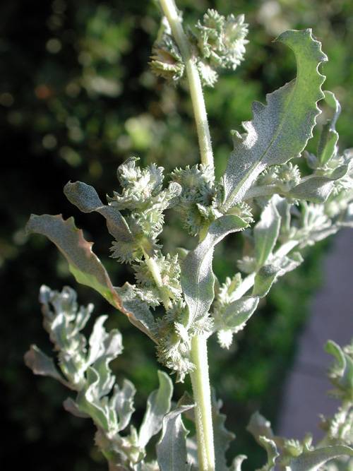 light-green flowers, leaves and lime-yellow stem