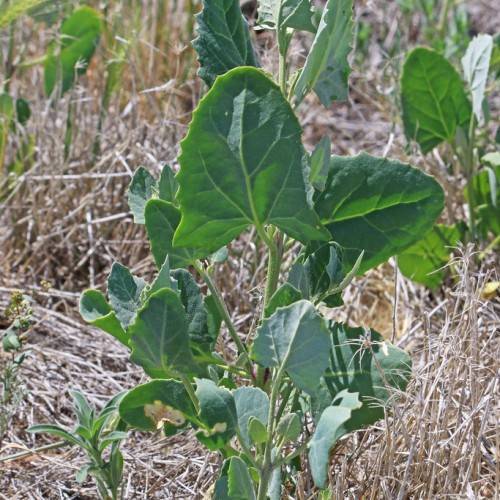 dark-green leaves with light-green veins and green stems