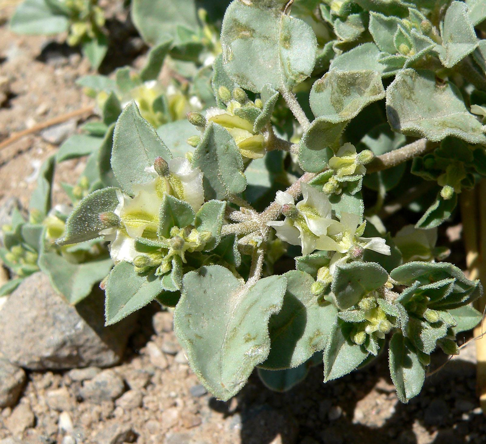 white-lime flowers with olive-yellow buds, green leaves and light-brown stems
