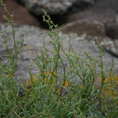 lime flowers, green leaves and green stems