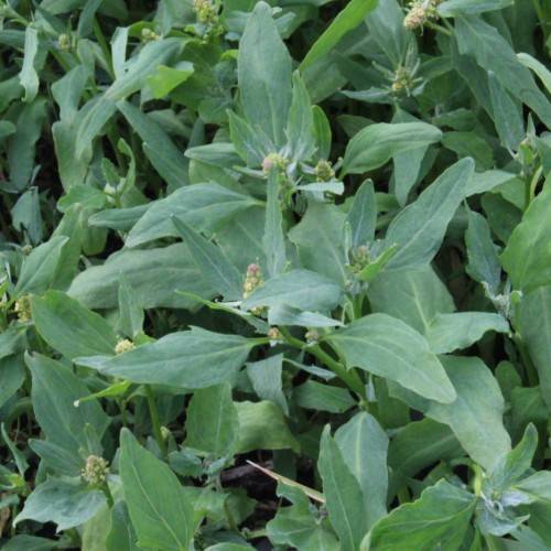 purple-yellow flowers with green leaves and stems