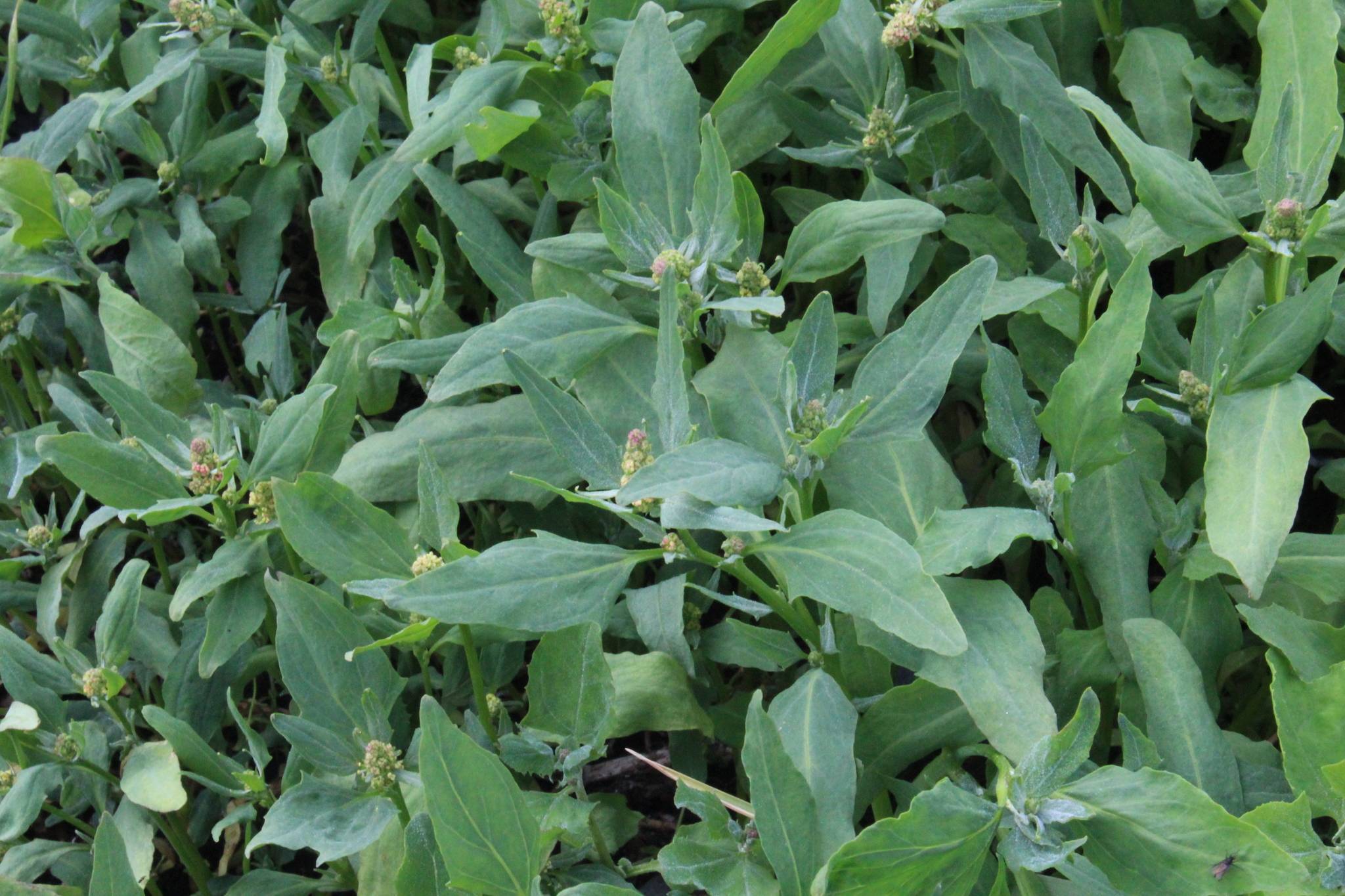 purple-yellow flowers with green leaves and stems