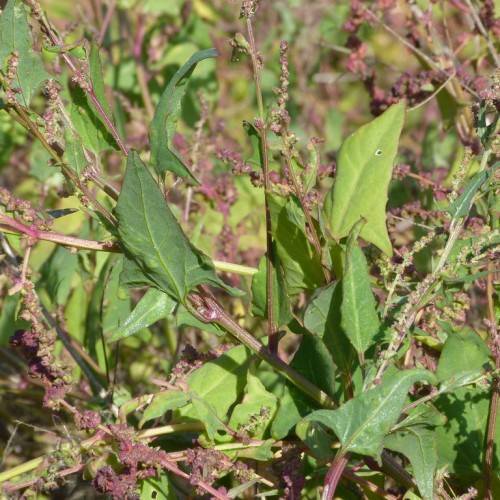 lime-green leaves with red-green flowers on brown-red stems