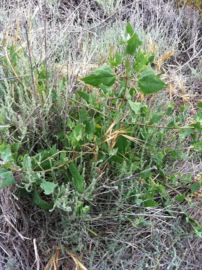 green leaves with red-green stems