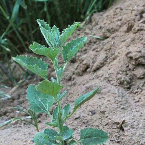 green leaves with green petioles and stems