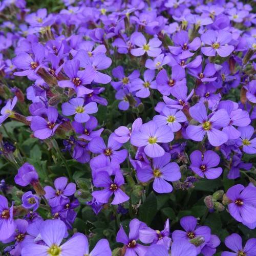 purple-blue flowers with lime center, green leaves and stems