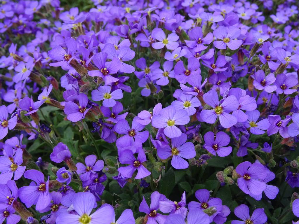 purple-blue flowers with lime center, green leaves and stems