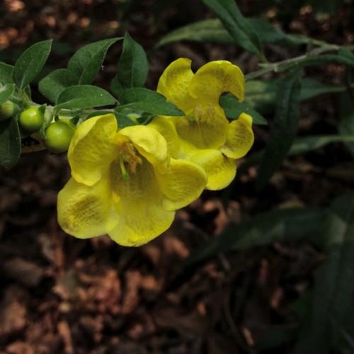 yellow flowers with lime stigmas, fruits, green leaves and stems