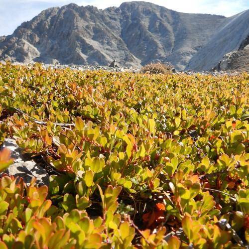 Red-brown stalks and green-red-yellow leaves.