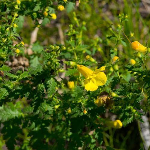 bright-yellow flowers and yellow buds with dark-green leaves and lime stems