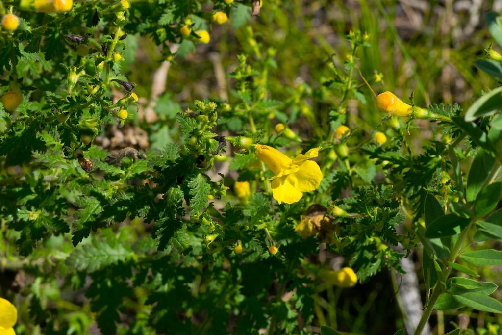 bright-yellow flowers and yellow buds with dark-green leaves and lime stems