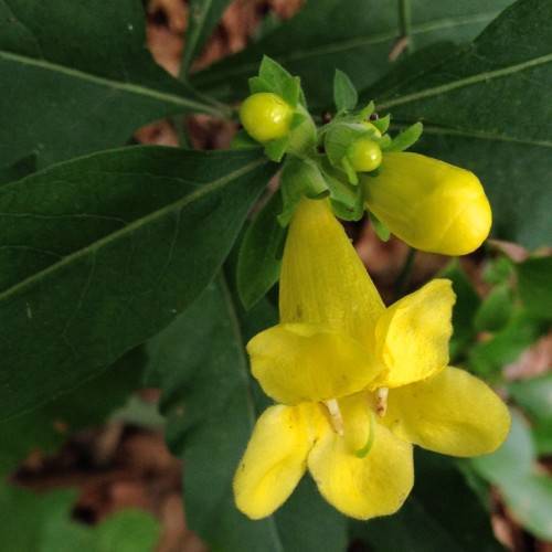 bright-yellow flowers, yellow buds with lime-green sepals and dark-green leaves