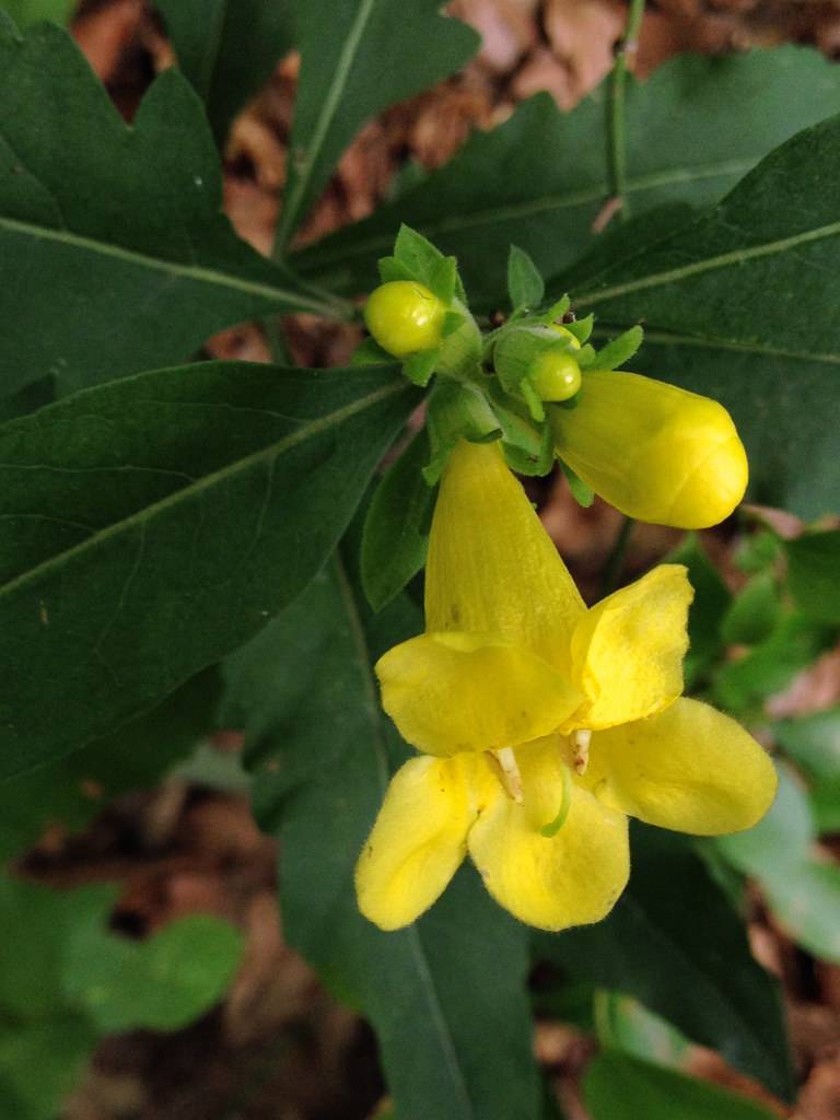 bright-yellow flowers, yellow buds with lime-green sepals and dark-green leaves 