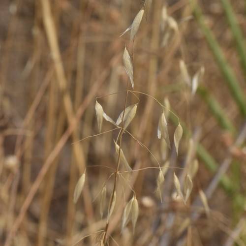 light-brown leaves on light-brown petioles and stems
