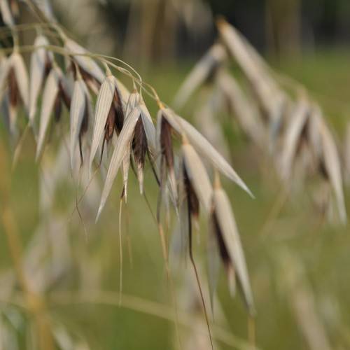light-brown leaves on light-brown stems