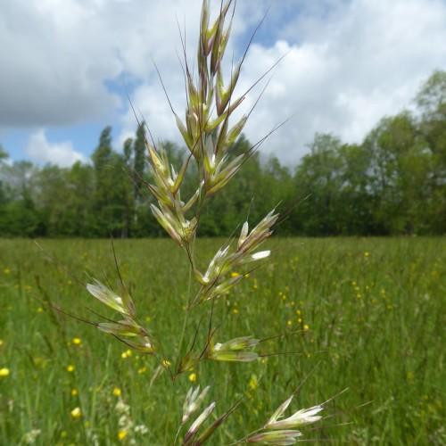 lime-pink spikelets and foliage with yellow flowers and light-green stems
