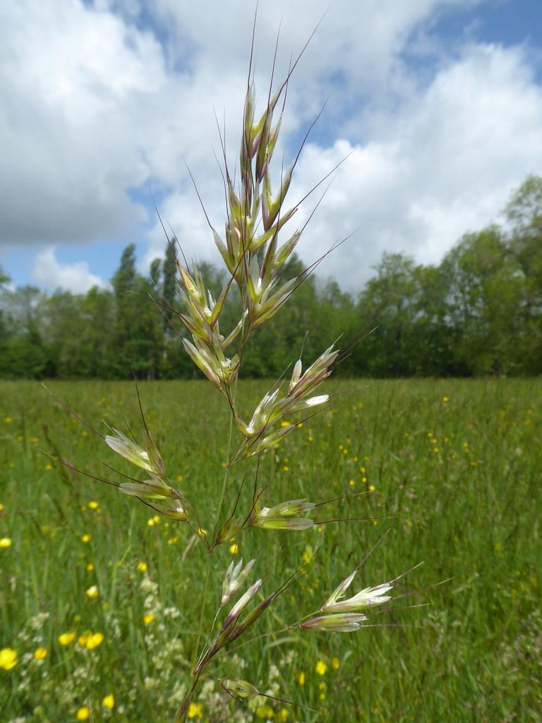 lime-pink spikelets and foliage with yellow flowers and light-green stems
