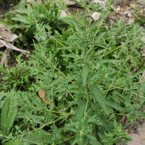 green flowers, leaves and green stems
