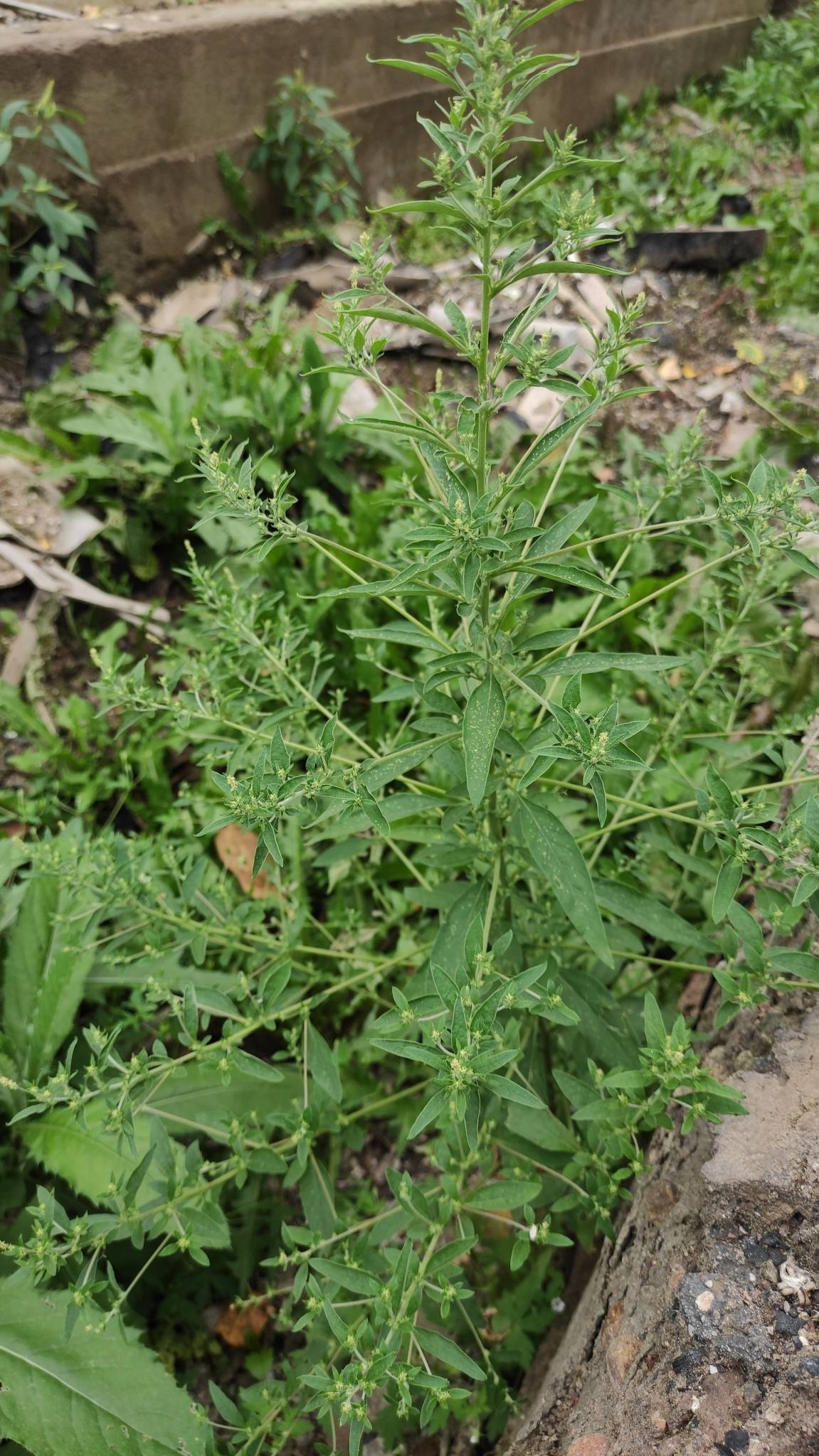 green flowers, leaves and green stems