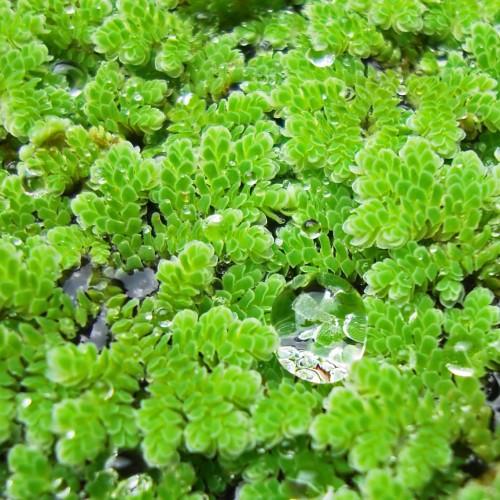 lime foliage