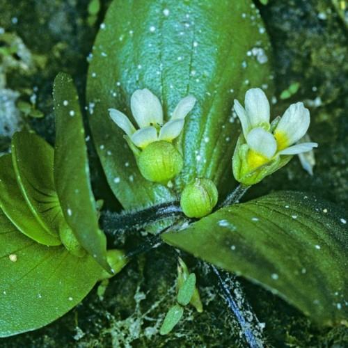 white flowers with yellow center, lime sepals, green leaves and black stems