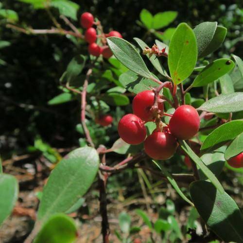 Red-brown stem and stalks with bright-red berries on large green leaves.