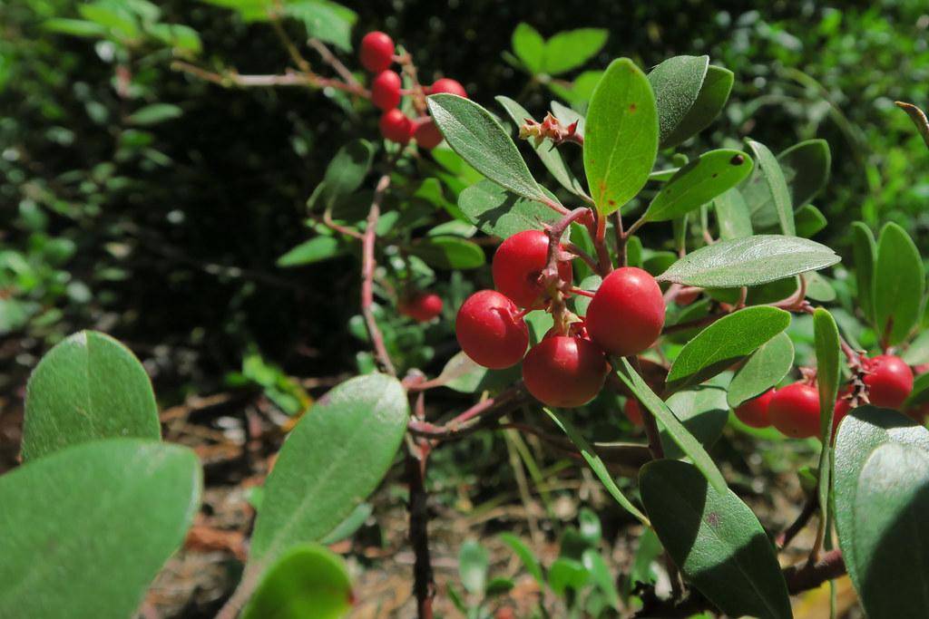 Red-brown stem and stalks with bright-red berries on large green leaves. 