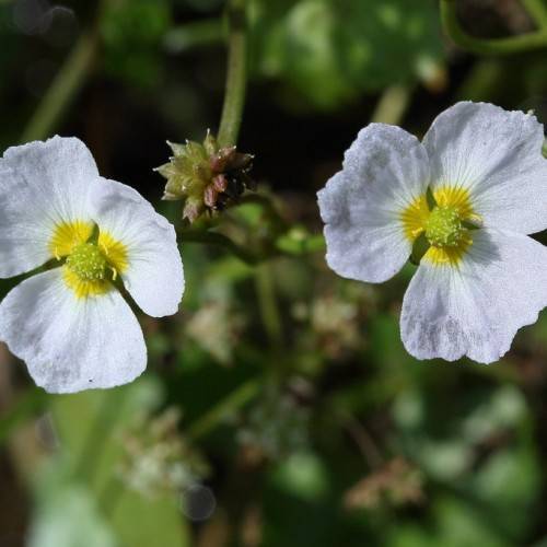 white-yellow flowers with lime center, green buds, leaves and stems