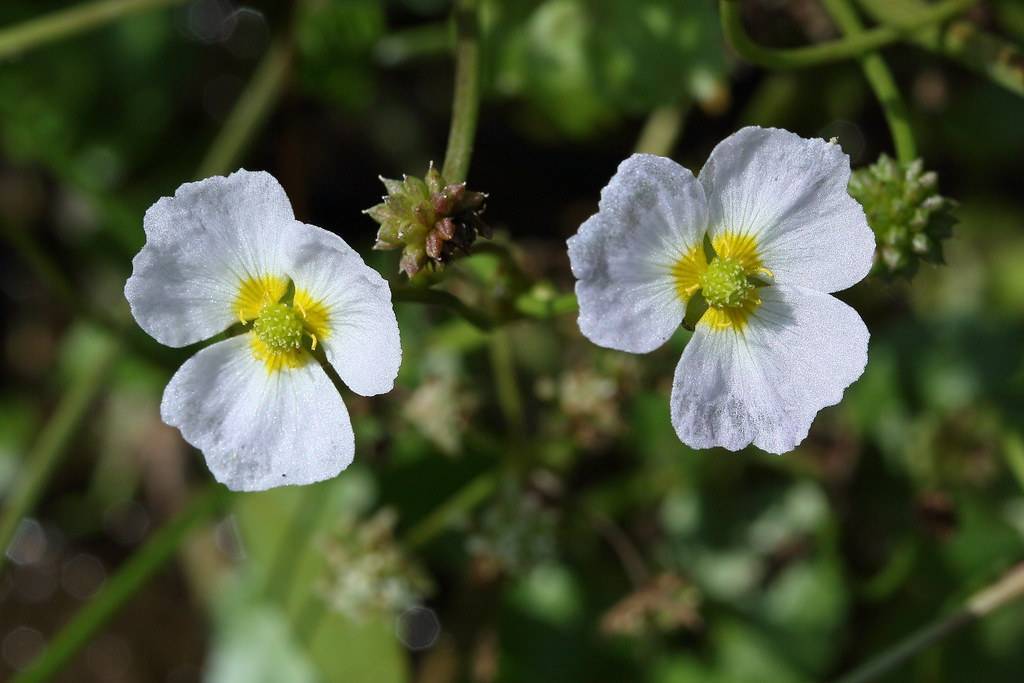 white-yellow flowers with lime center, green buds, leaves and stems