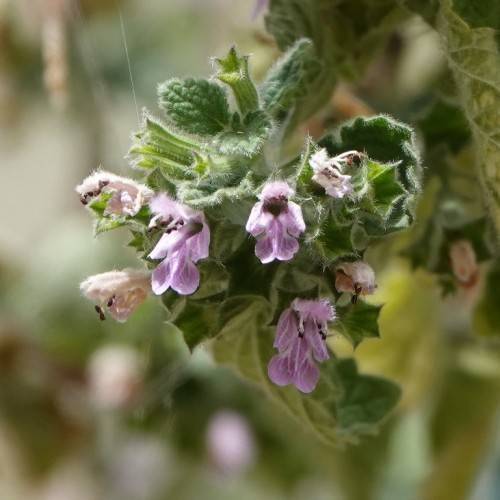 light-purple flowers with lime buds and dark-green leaves