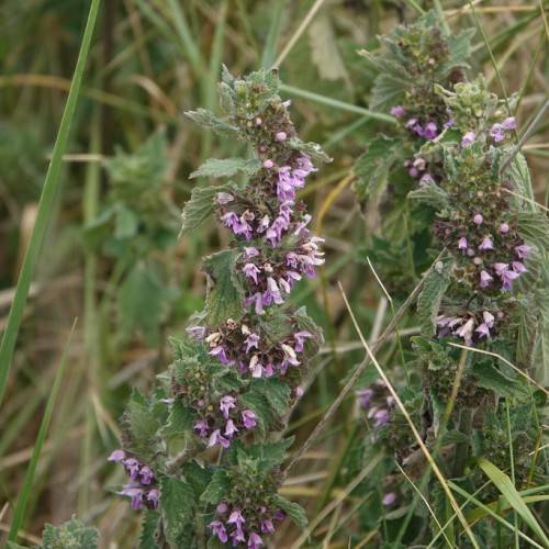 purple-white flowers with green leaves and green-brown stems