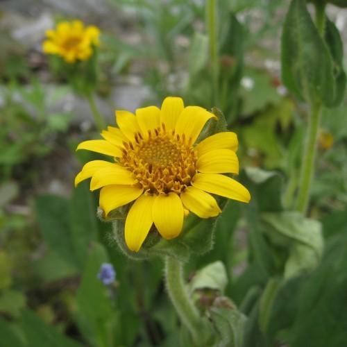 yellow flowers with orange-brown filaments and center, green sepals, leaves and light-green stems