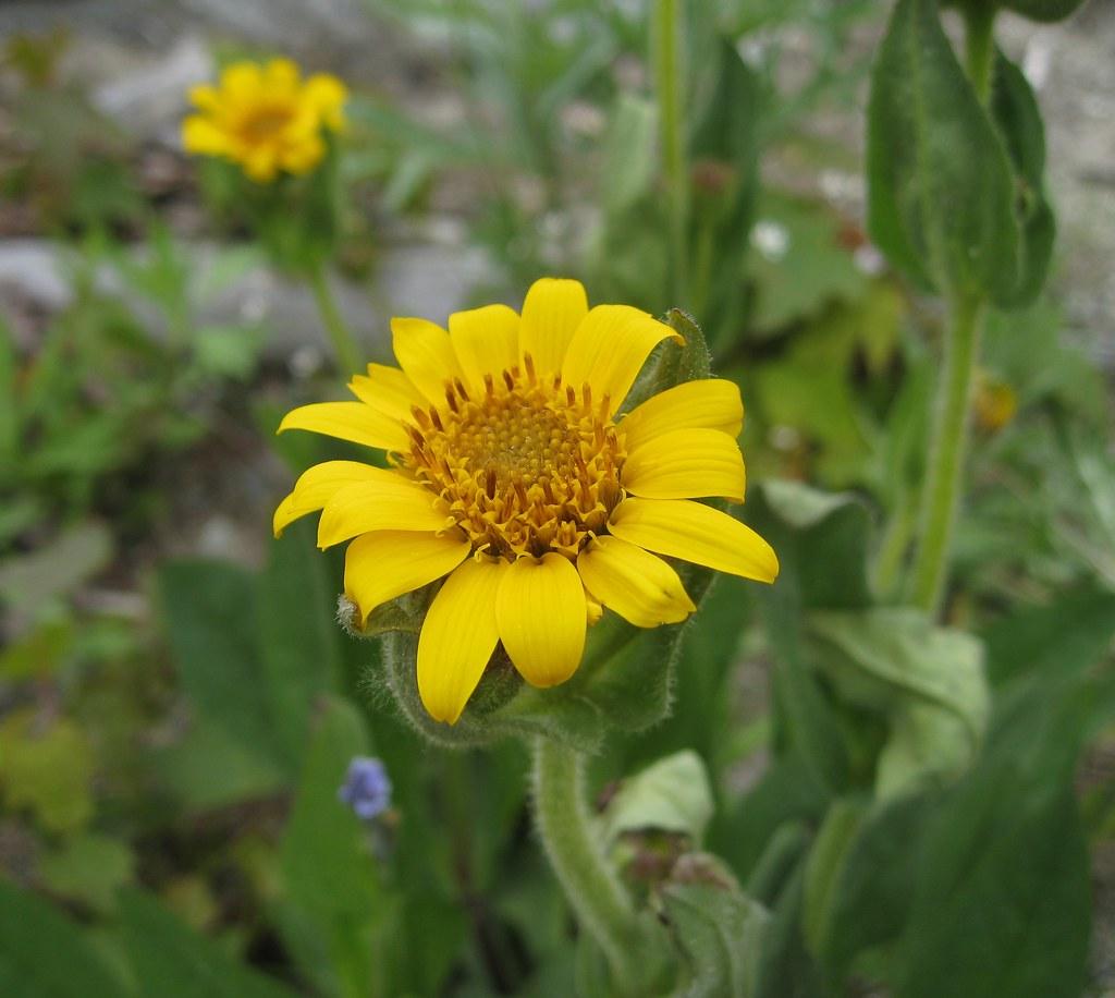 yellow flowers with orange-brown filaments and center, green sepals, leaves and light-green stems