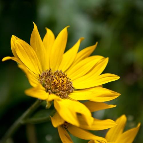 yellow flowers with yellow-brown center, green foliage and stems